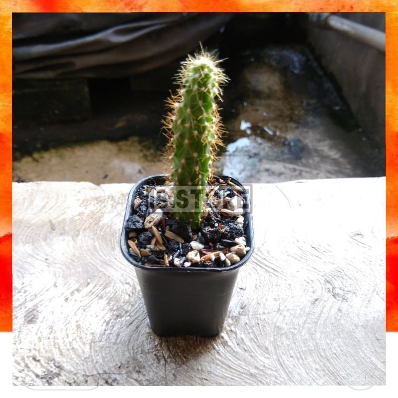 Kaktus Cereus Jamacaru / Kaktus Jamacaru / Kaktus Mini
