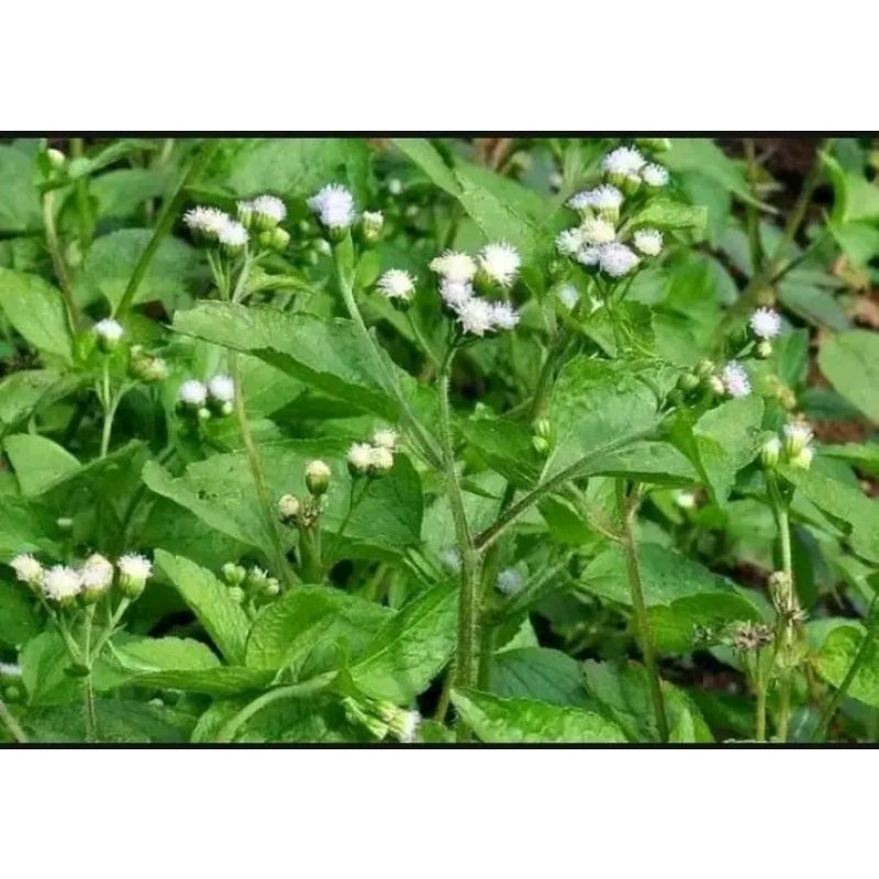 

⭐⭐⭐⭐⭐daun bandotan