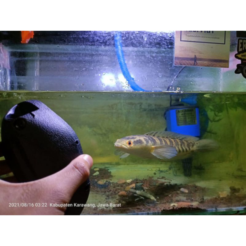 chana maru 30cm up. gen  ori GRADE A (red eye)  REAL PICT