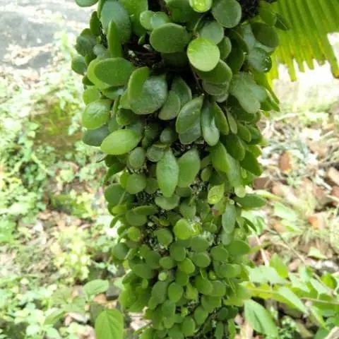 

100gr DAUN SISIK NAGA DAUN PICISAN DAUN OBAT HERBAL