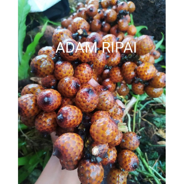 

buah jernang aslli segar 1 kg