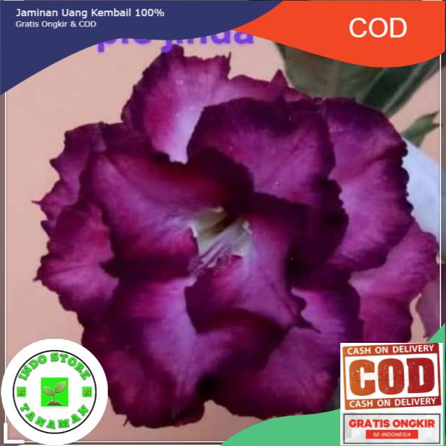 Bibit bunga kamboja adenium purple jinda/oggy purple-0