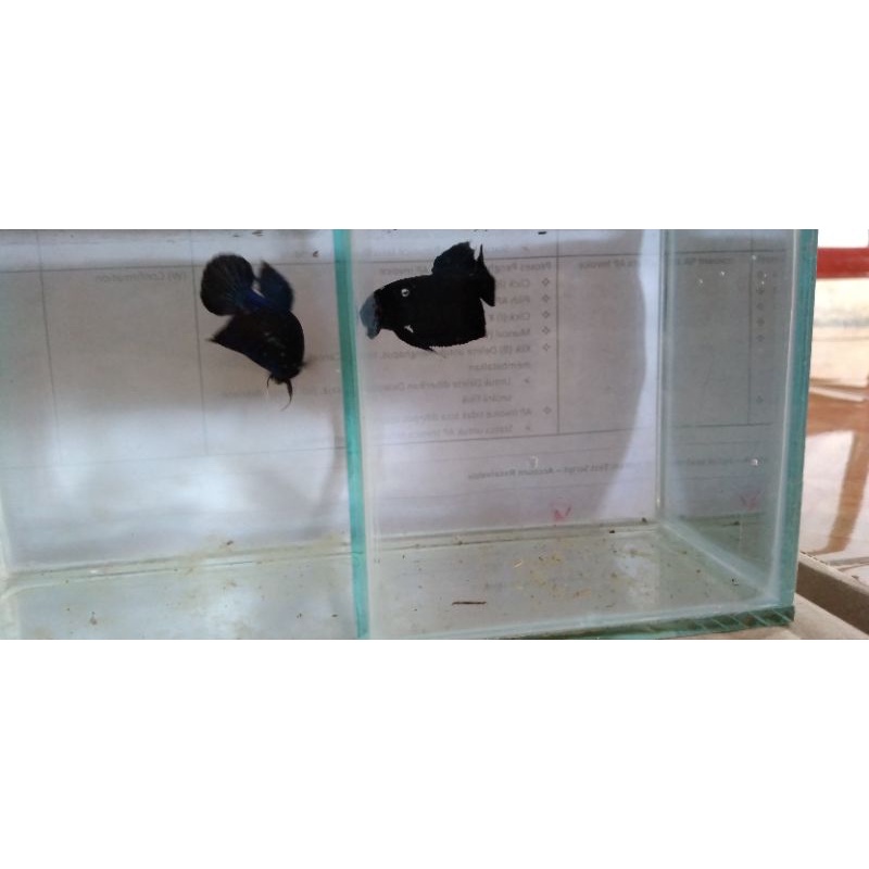 aquascape cupang bagan