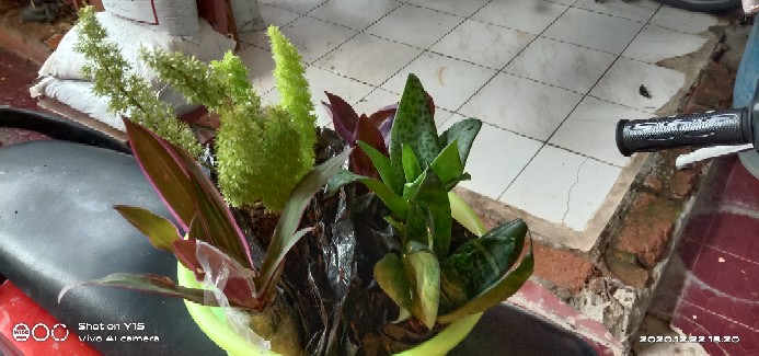 Tanaman Hias Hidup Ekor Tupai - Bibit Tanaman Ekor Tupai