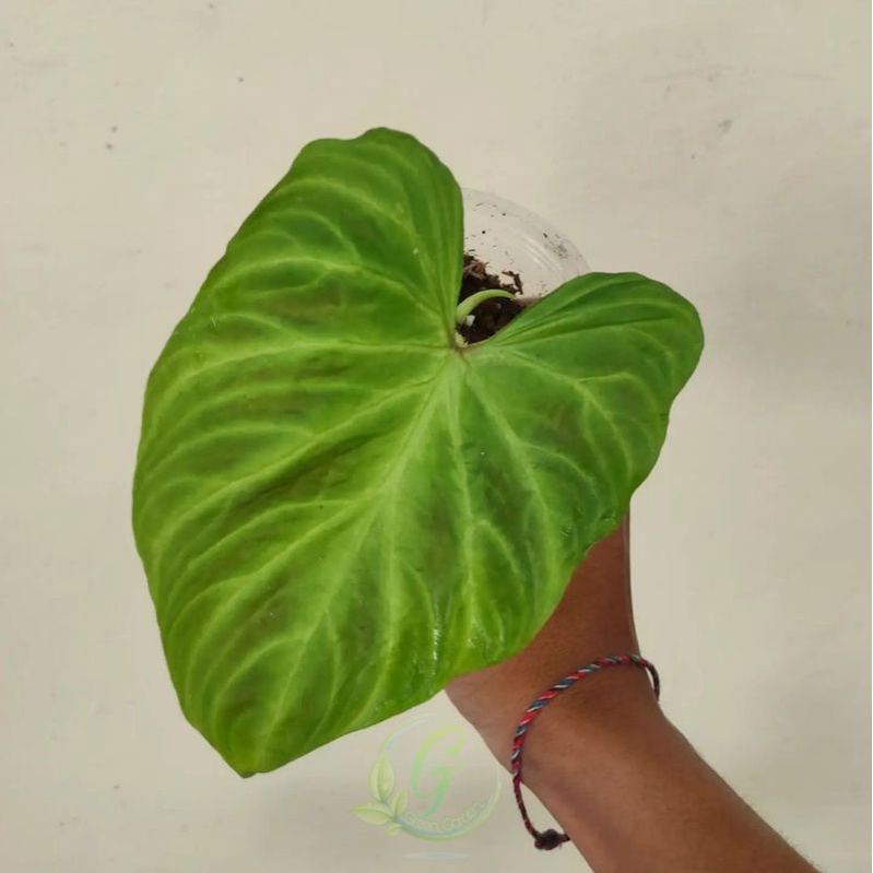 Tanaman Hias Philodendron Verrucosum - Philodendron - tanaman hias philodendron - philodendron verru