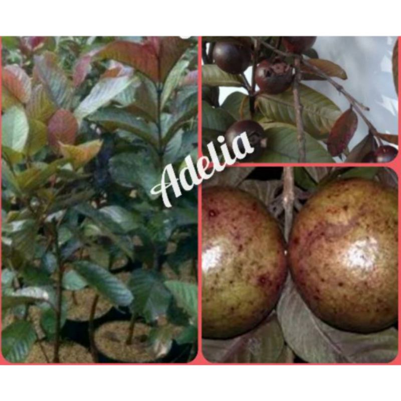 PROMO BIBIT JAMBU KRISTAL UNGU ATAU JAMBU MERAH AUSTRALIA