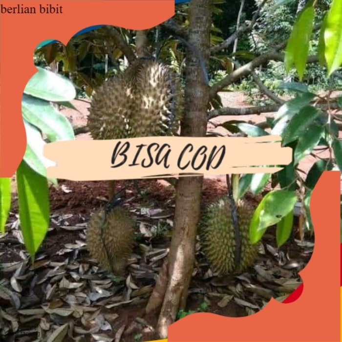 Bibit Tanaman Buah durian montong kaki 3 Siap Berbuah