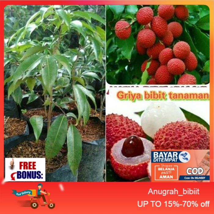 BIBIT BUAH LECI MERAH SUPER