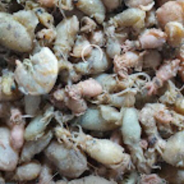 Baby Cumi Premium (Baby cumi medan 1 kg)