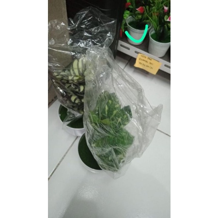 tanaman hias plastik bonsai tanaman plastik lucu