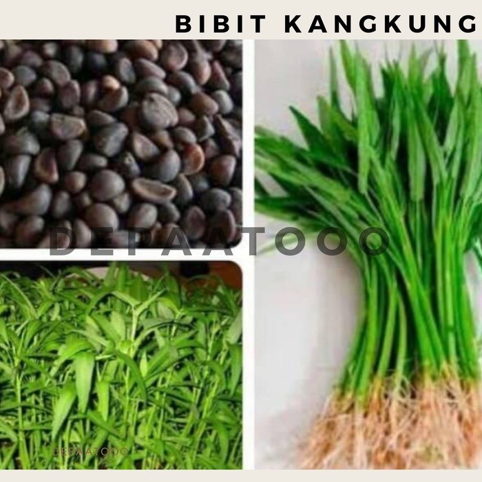 BENIH/BIJI/BIBIT KANGKUNG SAYURAN-HIDROPONIK