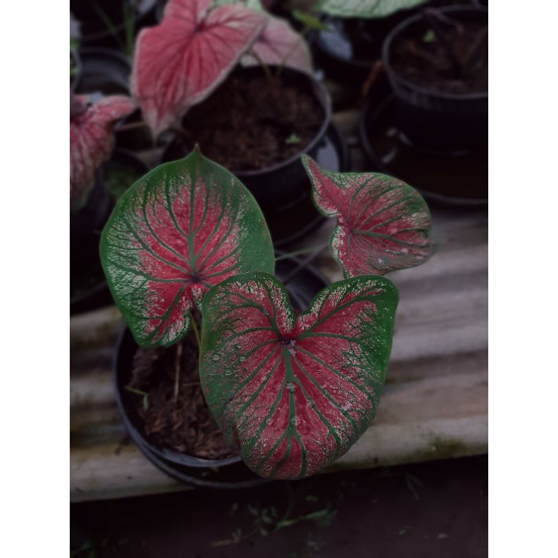 Lenova/Tanaman hias keladi/Tanaman hias caladium/Caladium/Keladi lokal/Keladi hias/Keladi import