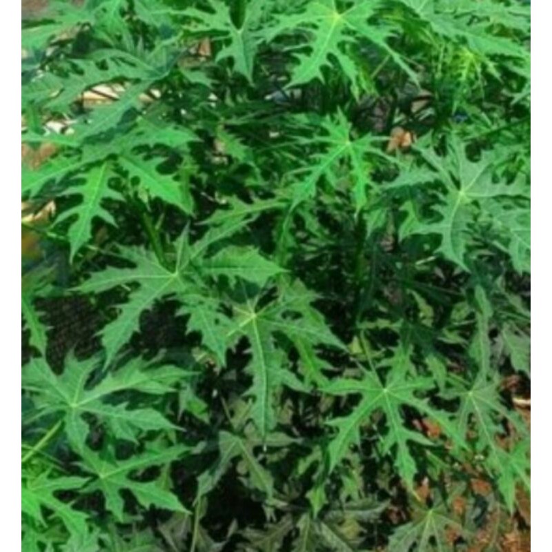 

Daun Gedi atau pepaya jepang 250gram