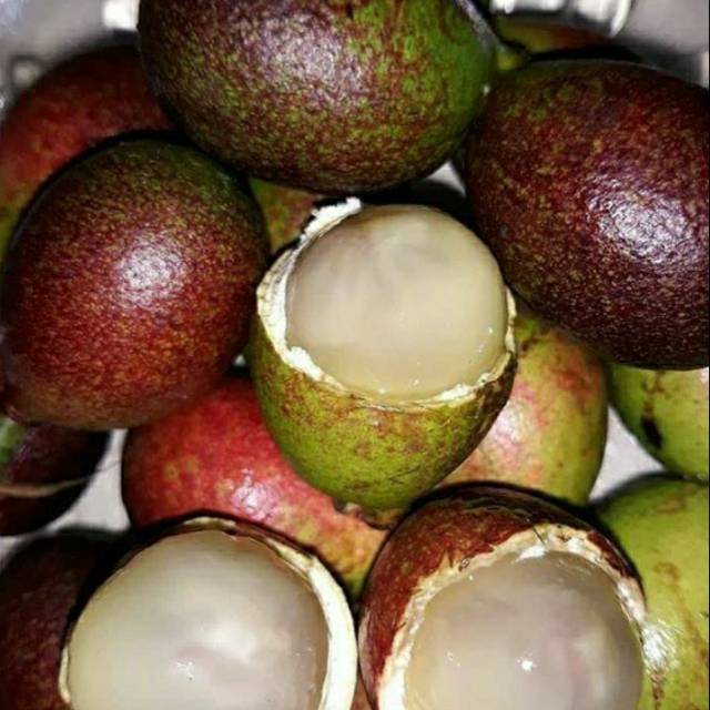 Bibit buwah matoa