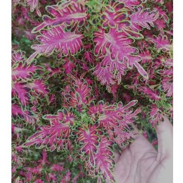COLEUS LABUHATI  Miana Sultan