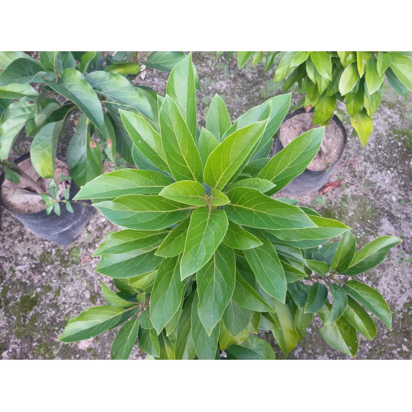 Bibit Alpukat Kolumbus jumbo [ALPUKAT SUPER JUMBO]