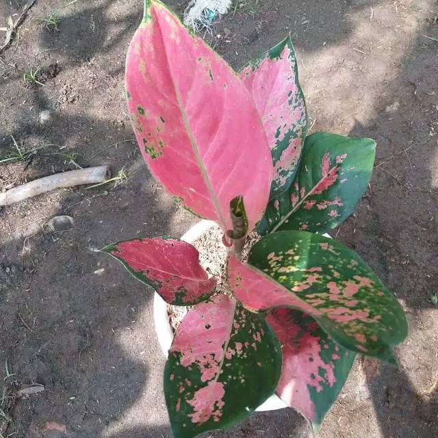Tanaman Hias Aglaonema Red Kocin