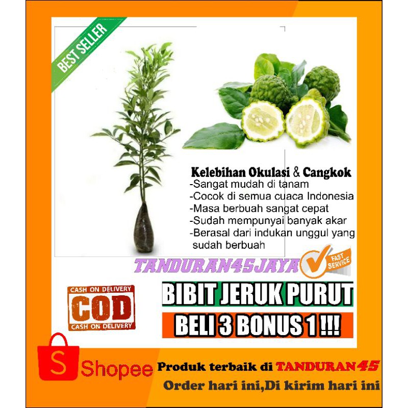 bibit jeruk purut/bibit jeruk purut okulasi