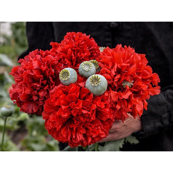 Benih Bibit Biji - Bunga Poppy Papaver Somniferum Scarlet Red Peony Flower Seeds - IMPORT