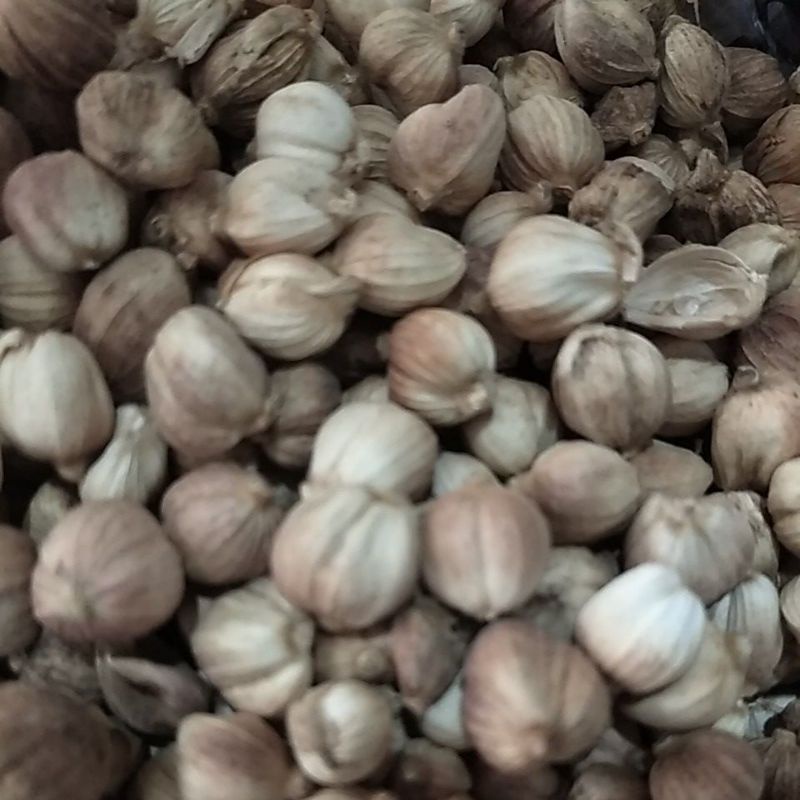 

kapulaga kering 50gr