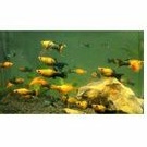 ikan hias molly golden black aquascape