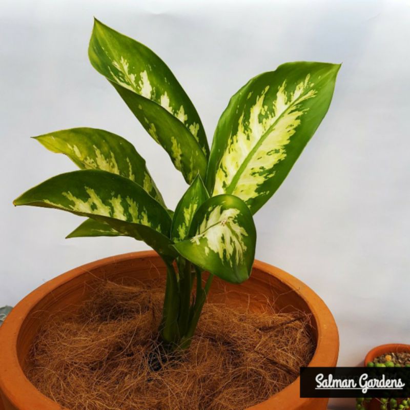 Tanaman Hias Aglonema Blanceng Golden Aglo