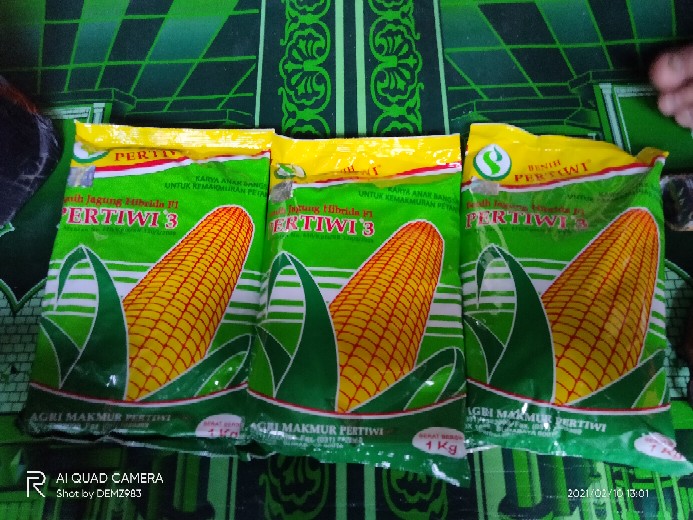 Bibit Jagung. Benih Jagung Hibrida F1 Pertiwi 3 (1 Kg)