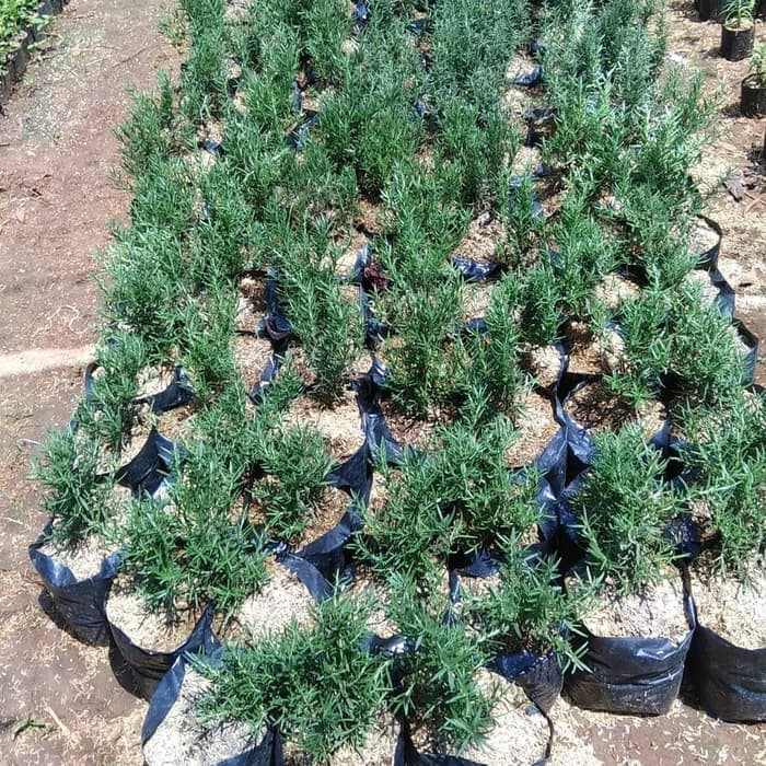 tanaman pengusir nyamuk Rosemary