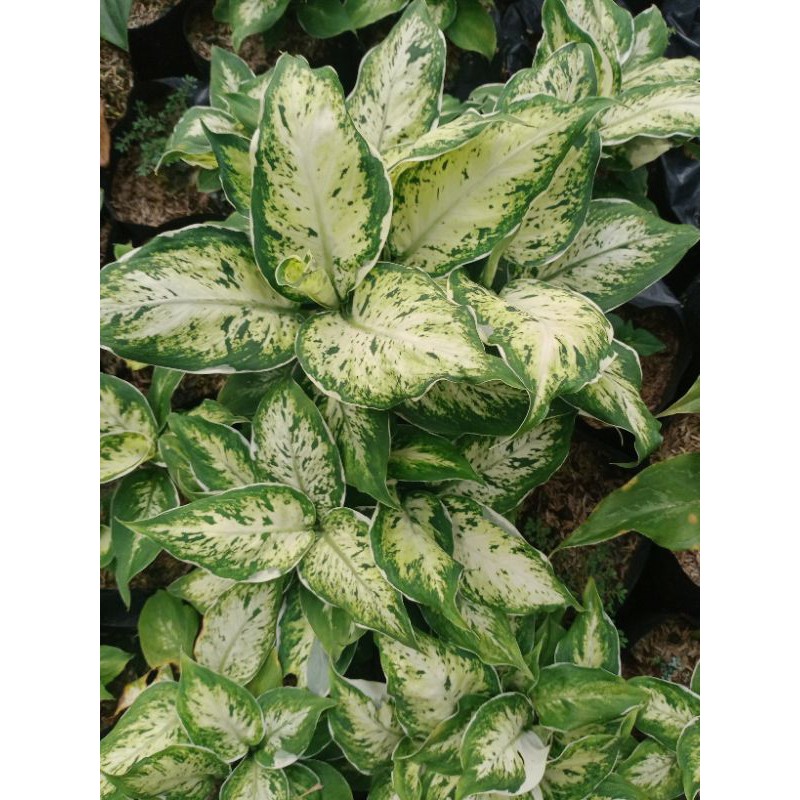 aglonema difen lukisan cinta