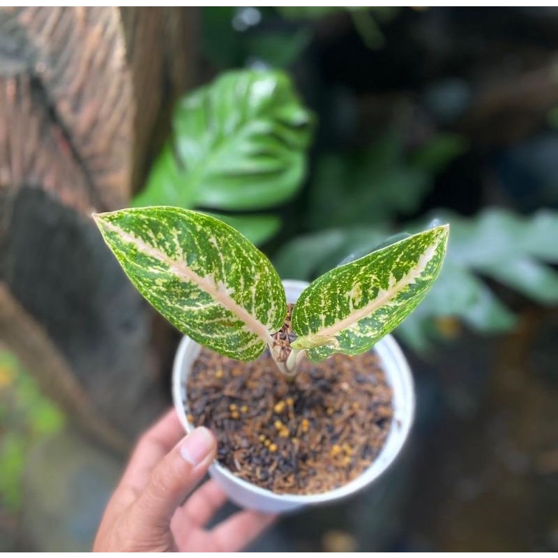 aglonema widuri putih baby