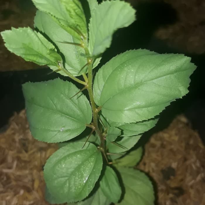 Unik Bidara Arab / Bibit Bidara / Bidara / Sidr Diskon