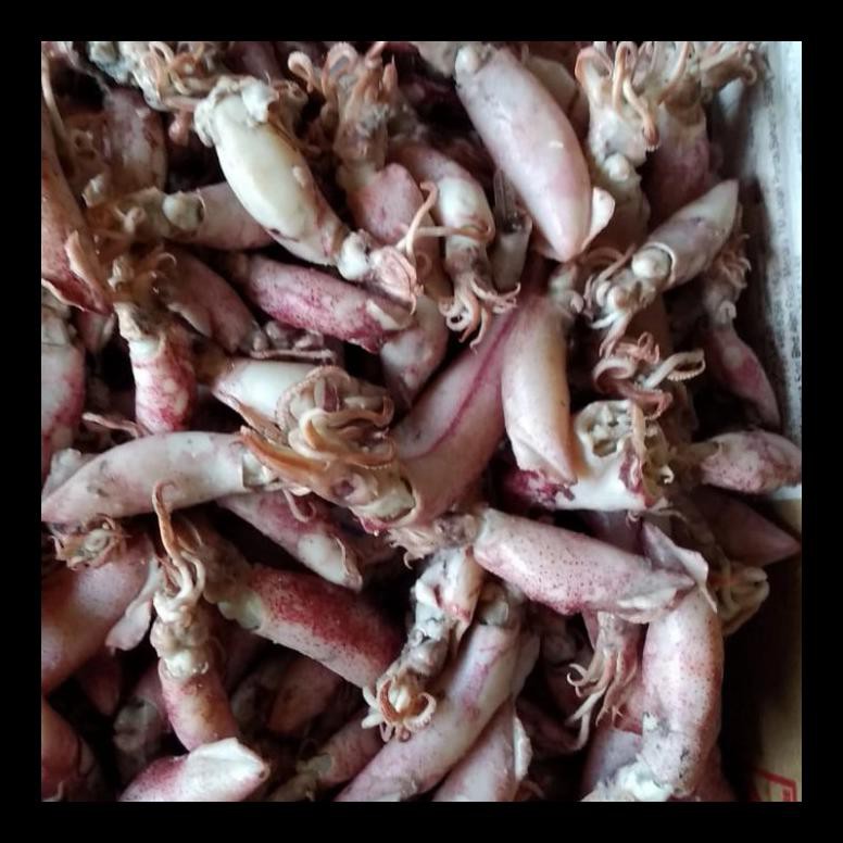 

TERBARU! IKAN ASIN CUMI SONTONG BEKU PER 500GR TERMURAH