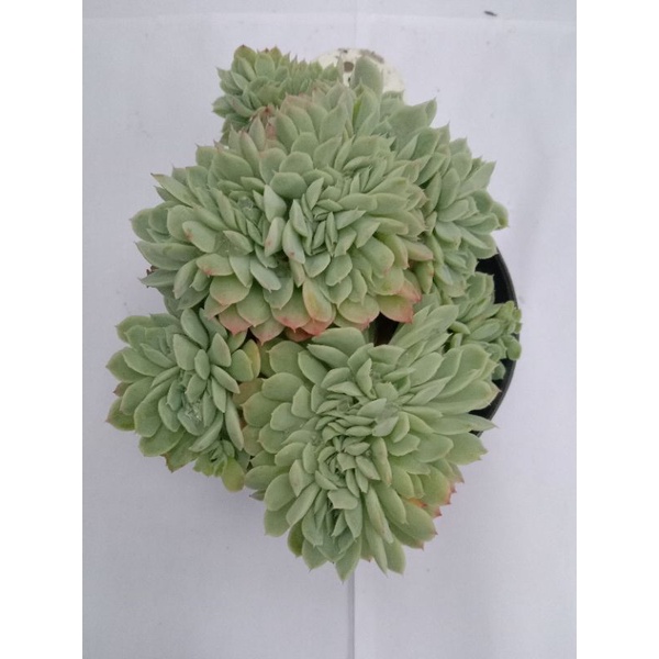 echeveria elegan cristata gede