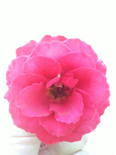 Pot Anyaman Rotan Sintetis D15 Cm Pot Tanaman