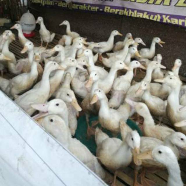 

Bebek Peking KW