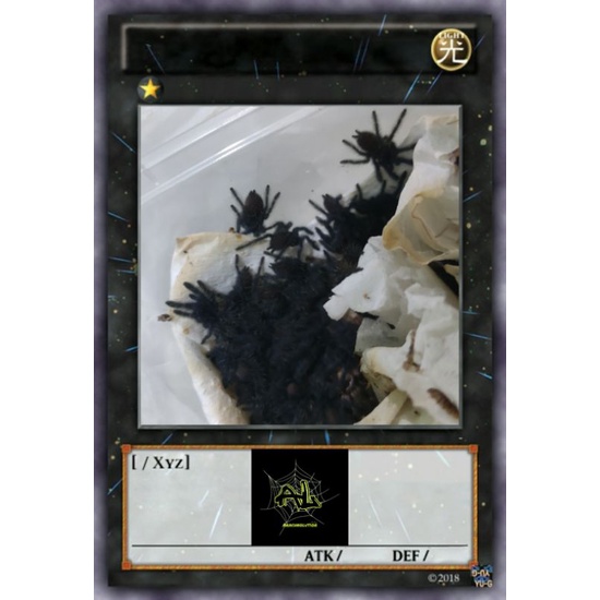 Cyriopagopus Sp. hati hati borongan