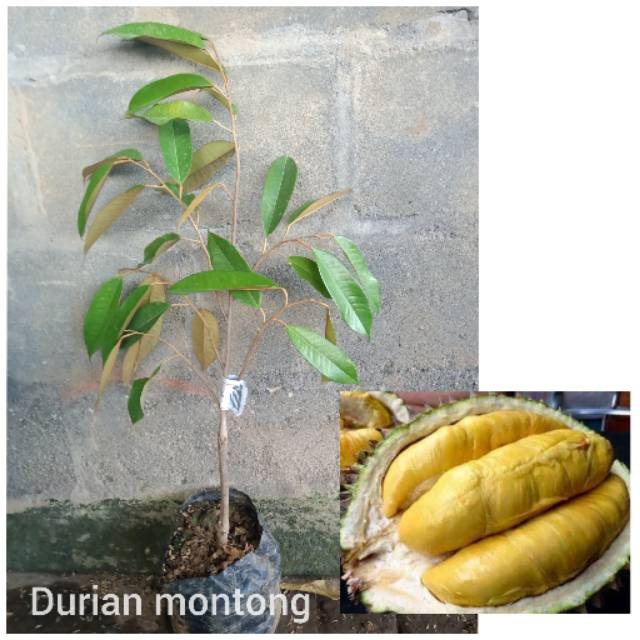 Bibit Tanaman Buah Durian Montong thailand