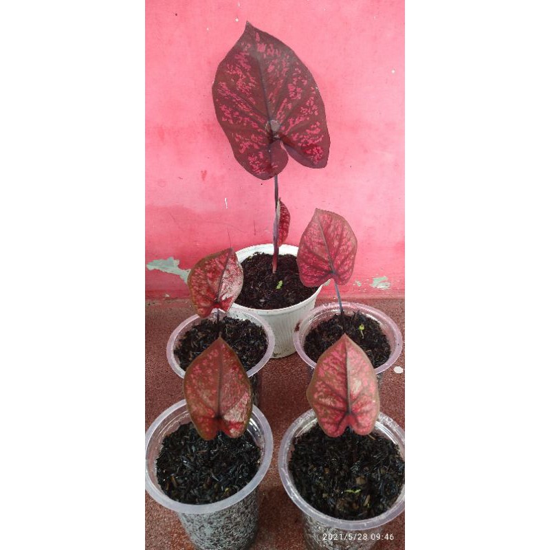 Anakan caladium seven luck