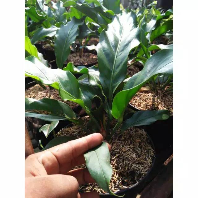 Gelombang cinta bibit  anturium glombang cinta