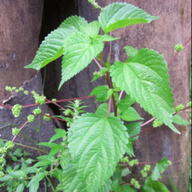 

Daun jelatang 400 gram