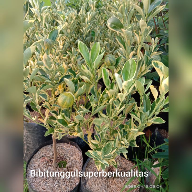 tanaman jeruk es/kasturi berbuah