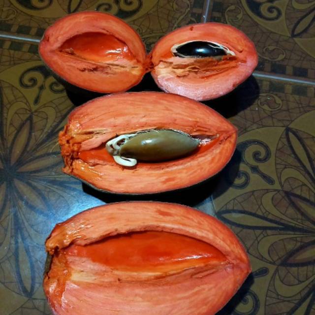 Bibit tanaman buah mamey sapote/sawo jumbo
