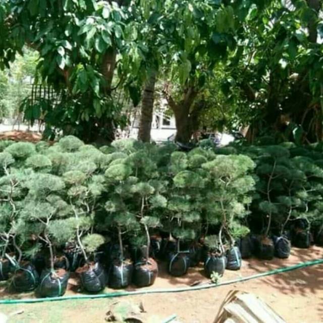 Bibit Bonsai Cemara Udang / Pohon Bonsai Cemara Udang