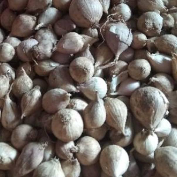 

OHRS Bawang Putih Tunggal / Lanang LOKAL 500 Gram [ab -501]