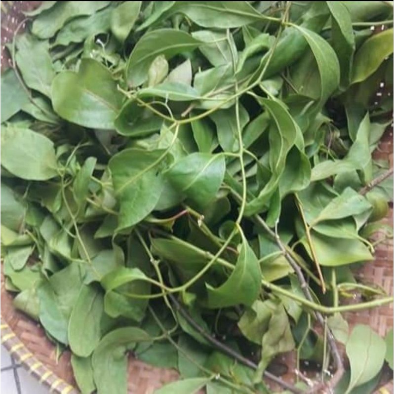 

500 GRAM DAUN BENALU BELIMBING MANIS SEGAR HERBAL ALAMI