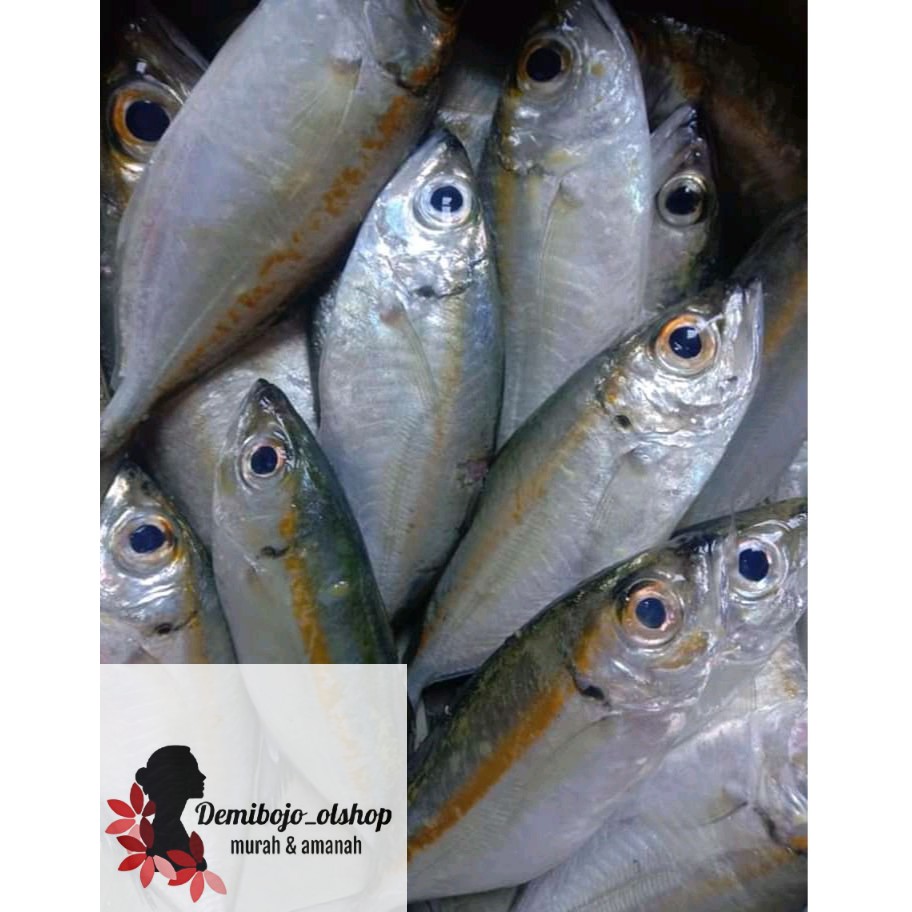 

ikan kembung bentong segar 1 kg