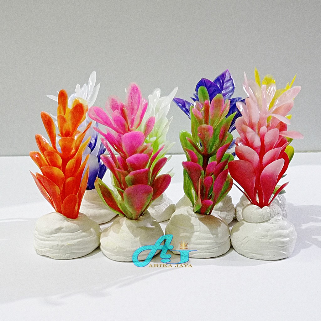 Tanaman hias untuk mempercantik aquarium dan aquascape Dischidia Geri 2 Tinggi 8cm