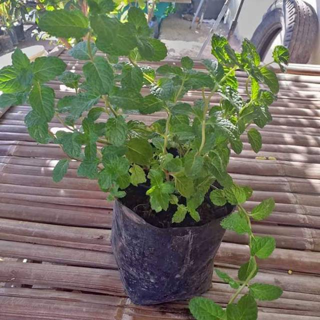 Bibit tanamam daun mint - bibit - tanaman - daun mint