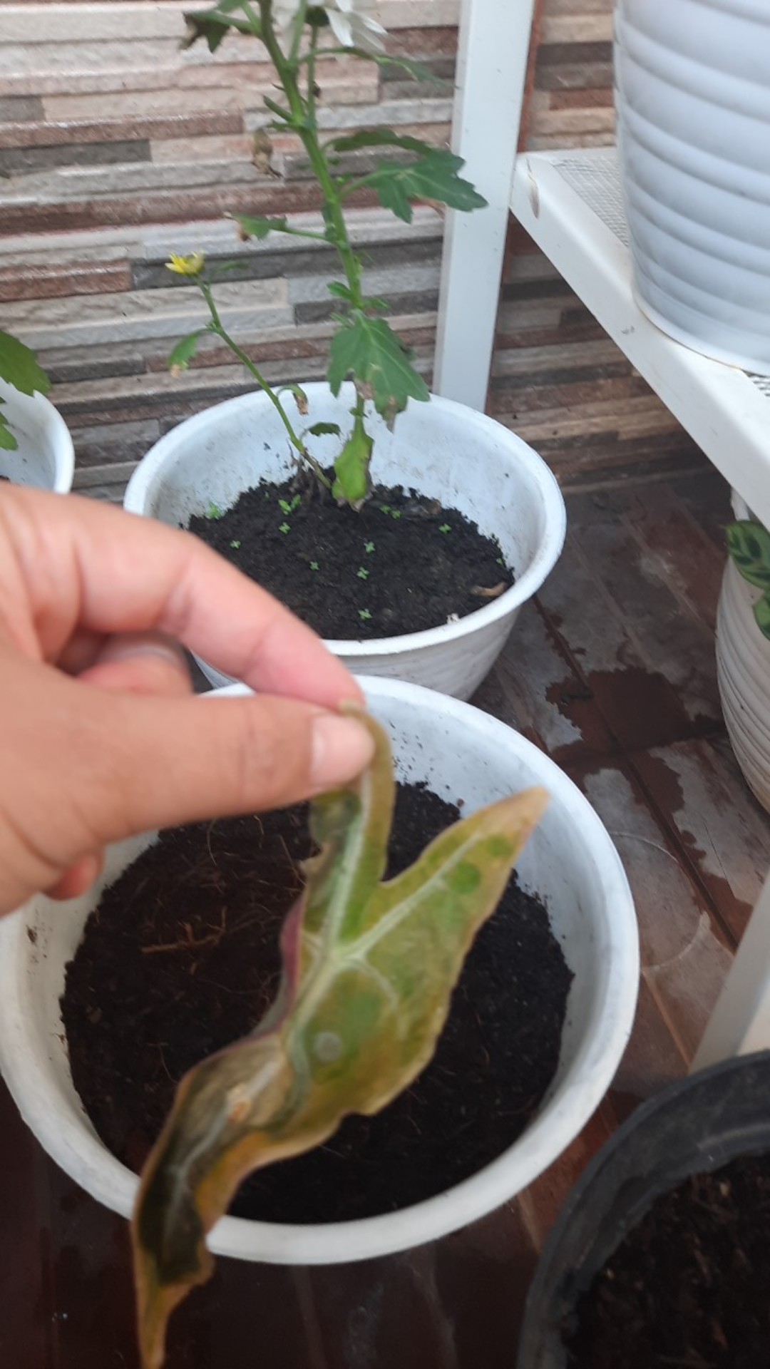 Alocasia Kupng Kelinci Murah