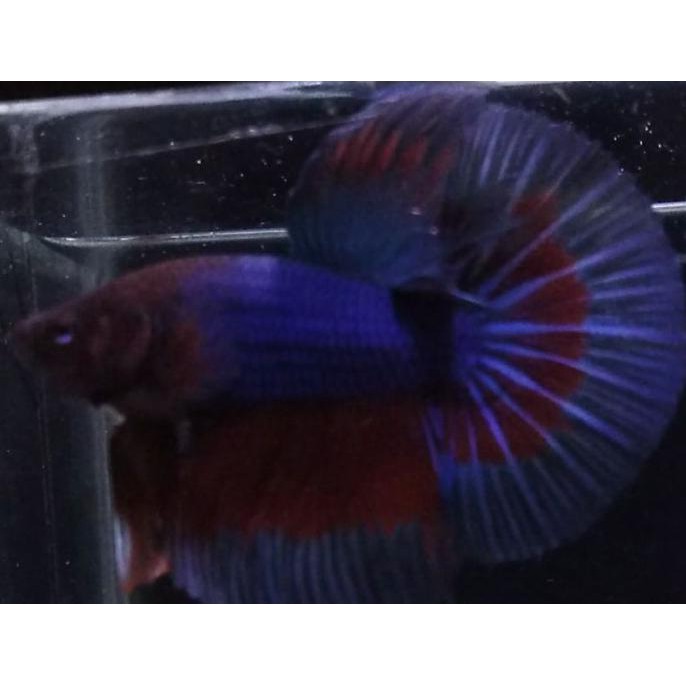 Promo Cupang Halfmoon Fancy, Hmfancy03